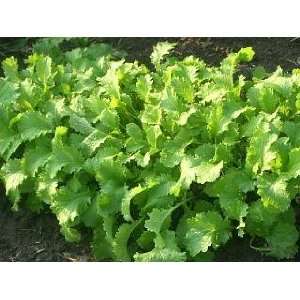  1000 BROWN MUSTARD Brassica Juncea Vegetable Herb Seeds 