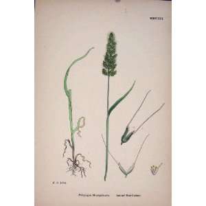 Plants Ploypogon Monspeliensis Beard Grass Print C18 