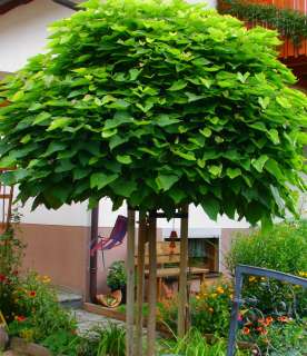 Catalpa bignoides nana 10 12 ~ Exotik im Garten~Kugelbaum  