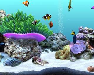 Digifish Clownfish  Software