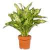 dieffenbachia seguine dieffenbachie von blumen king de eur 10 90