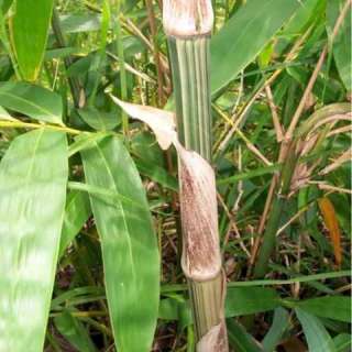 Gigantochloa albociliata   giant bamboo   5 seeds  