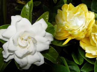 Rare Golden Magic Gardenia   Changes Color from Ivory to Yellow to 