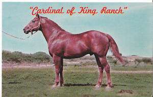 QUARTER HORSE POSTCARD HIRED HANDS CARDINAL KING RANCH  