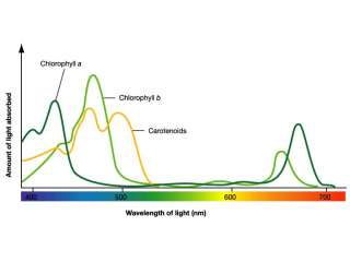 Vegetative Spectrum 5(460nm Blue)2(660nm Red)1(630nm Red)1(White)