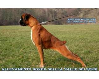 Allevamento boxer vendita cuccioli boxer a Venezia    Annunci