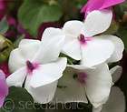 Impatiens, Busy Lizzie “Safari Mixed F2   30 Seeds