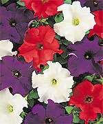 PATRIOT/AMERICAN MIX PETUNIA SEEDS Red,White Blue  