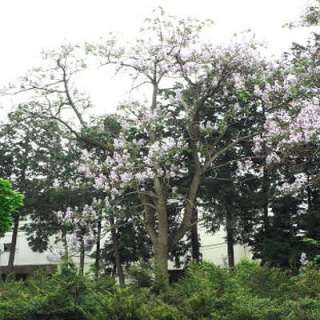 Princess tree paulownia tomentosa 250+ seeds  