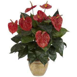 27 Potted Anthurium Plant