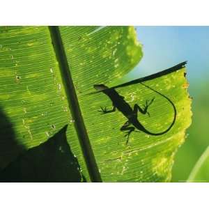 Anole Lizard Silhouetted Behind a Large Leaf National 