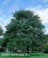 American Persimmon Trees, Great Fruit   