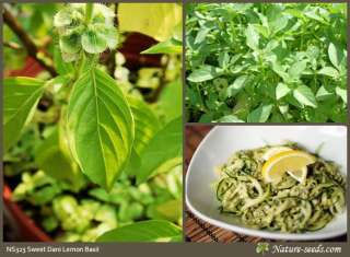   /Anthemis nobilis Heirloom Herb Tea Plant Gardening Organic Seeds