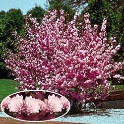 Pink Flowering Almond (Prunus glandulosa) Shrub  