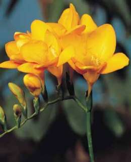 Safari Freesia 10 Bulbs  Indoors or Out   Fragrant  