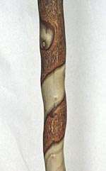 37 Twisted Sassafras Walking Cane  