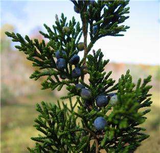 Juniperus virginiana Eastern Red Cedar tree seeds ES151  