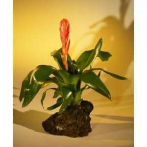 Bonsai Boys Mini Flowering Bromeliad Flaming Sword in Lava Rock 