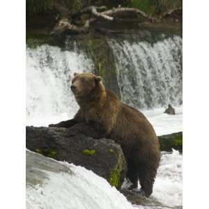Brown Bear, Brooks Camp, Katmai National Park, Alaska, United States 
