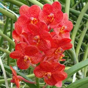 KV116 Orchid Plant Ascocenda Bicentennial Carmela AM/AOS  