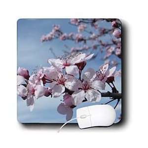 Patricia Sanders Flowers   Zen Cherry Blossom Branch Flowers 