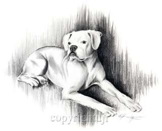 WHITE BOXER II Dog Pencil Drawing ART Signed DJ Rogers  