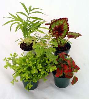Terrarium Plants   Assortment of 5 Different Plants in 2 Pots  