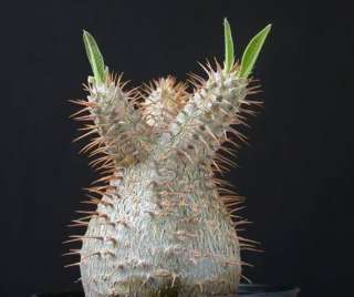 All Pachypodium are succulent plants that exhibit, to varying 