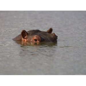 Hippo in Kruger National Park, Mpumalanga, South Africa Photographic 