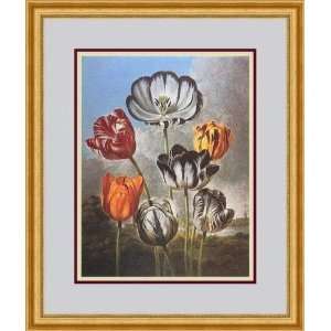   Tulips by Robert John Thornton, M.D.   Framed Artwork