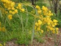 Acacia cyanophylla Yellow Flowers EXOTIC TREE 5 Seeds  