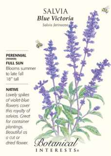 Blue Victoria Salvia Seeds   100 mg   Perennial  