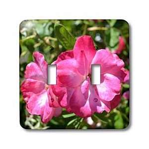 Patricia Sanders Flowers   Summer Pink Floral Roses   Light Switch 