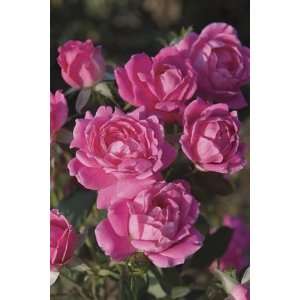  Double Pink Knock Out (Rosa Landscape/Shrub)   Bare Root Rose 