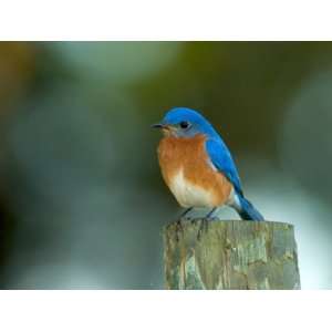  Male Eastern Bluebird on Fence Post, Florida, USA 