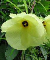 Sweet Hibiscus (Abelmoschus manihot)   25+ SEEDS  