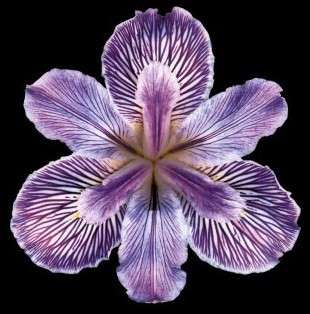 Purple Tiger Iris Flower Handmade Cross Stitch Pattern  