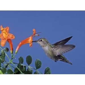  Female Annas Hummingbird, Calypte Anna, Feeding at a 