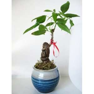 9greenbox   Live Happy Twist Plants Money Tree Into 1 Pachira with 