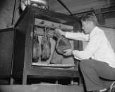 1938 photo Hams. Placing the ham in the incubator,  