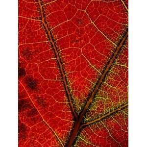  A Close View of the Veins of a Colorful Maple Leaf in 
