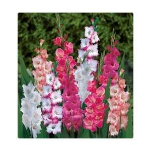  Gladiolus   Pink and White Mix Flower Bulbs Patio, Lawn 