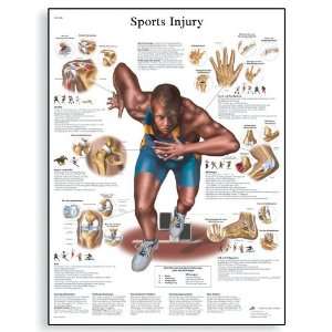   Paper Sports Injuries Anatomical Chart, Poster Size 20 Width x 26