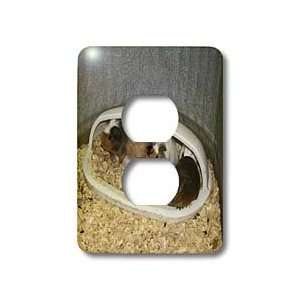 Jackie Popp Nature N Wildlife animals   Hamsters   Light Switch Covers 