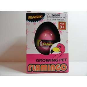    Growing Pet Flamingo   Hatches Out of an Egg 