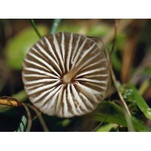 The Delicate Gill Detail of the Fungi, Mycena Cystidiosa, Bunyip State 