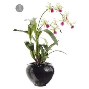   Green & Fuschia Spider Silk Oncidium Orchid Plant