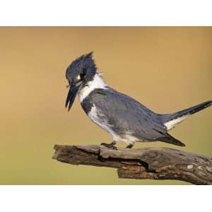 Belted Kingfisher, Willacy County, Rio Grande Valley, Texas, USA 
