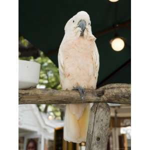 Parrot in Cafe, Duval Street, Key West, Florida, USA Photographic 