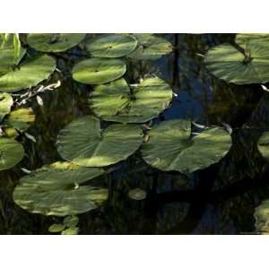  Close View of the Leaves of Water Lilies, Groton 